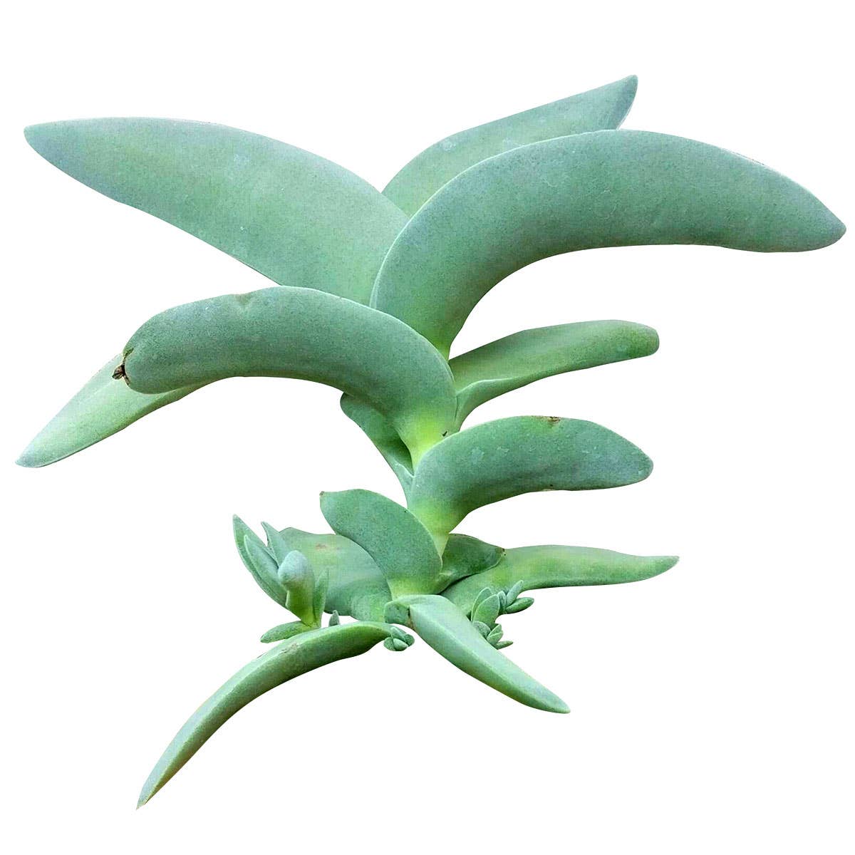 Crassula Falcata Propeller Plant - 2in/6in Live Succulent