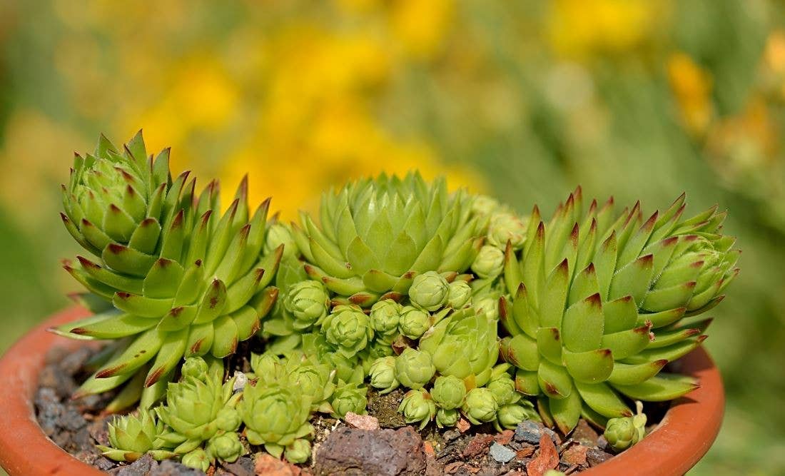 Sempervivum globiferum ssp. allionii - 2" Grower Pot