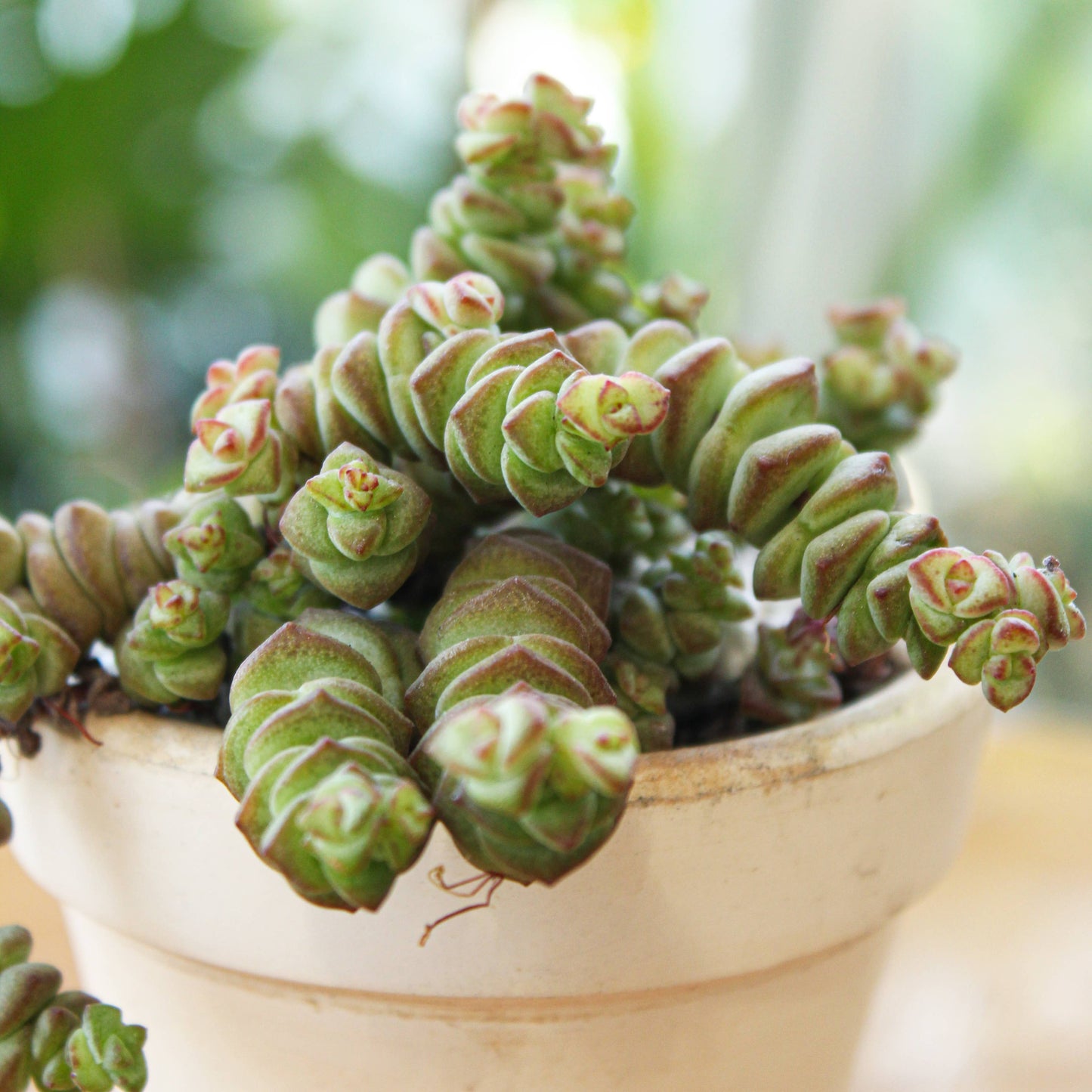 Crassula Baby Necklace - Live Succulents Plant 2/4 inch Pot