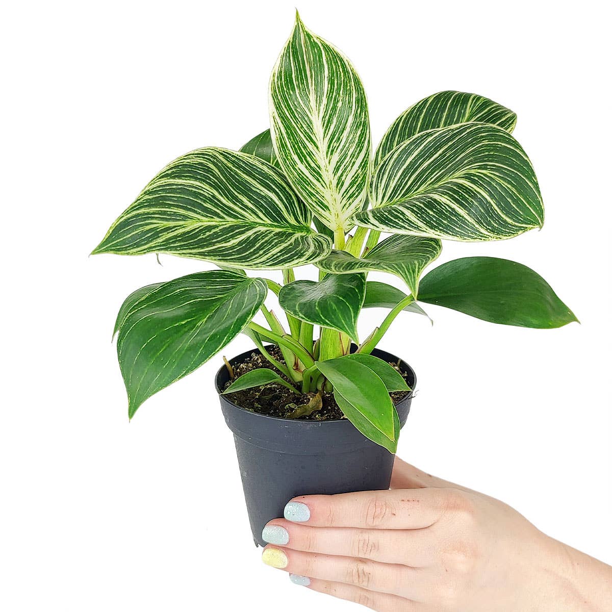 Philodendron Birkin - Live Houseplant - Indoor Plants 4/6in