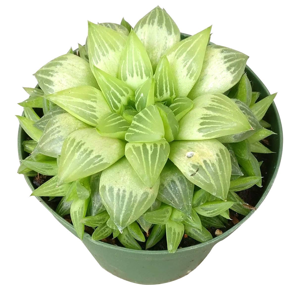 Haworthia cymbiformis - Windowed B Succulents - 2/4 inch Pot