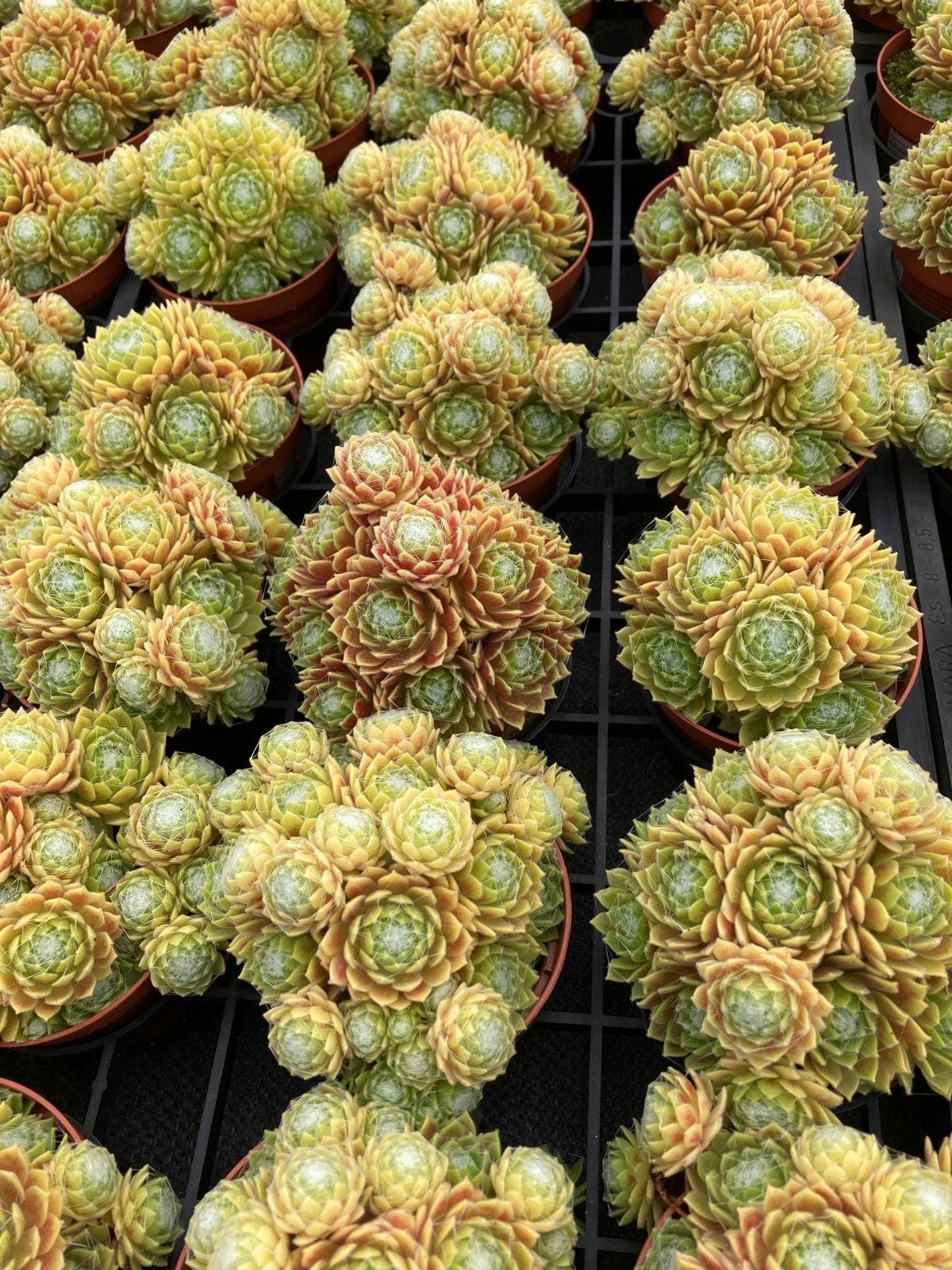 Sempervivum Colorockz 'Lemon Flare' Succulent 2in Pot