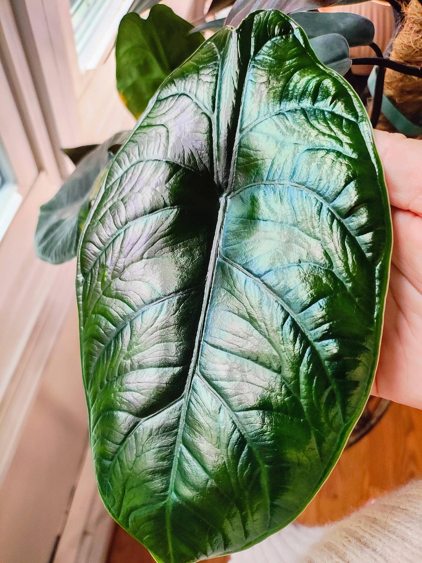 Alocasia Green Unicorn.