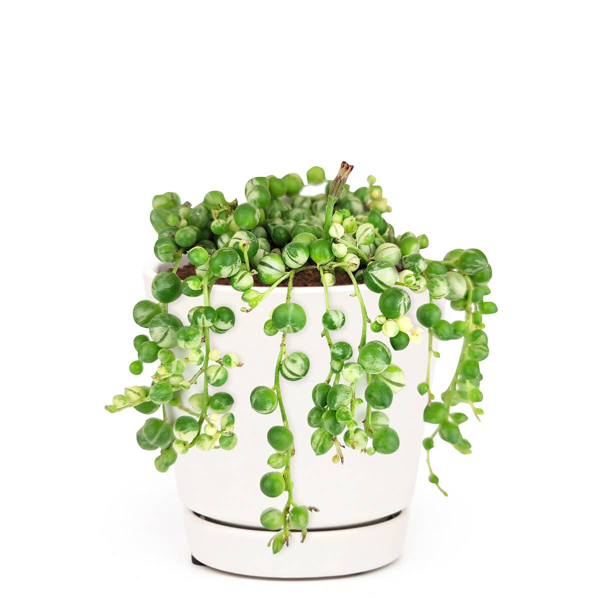 Variegated String Of Pearls - Hanging Succulent 2/4/6in