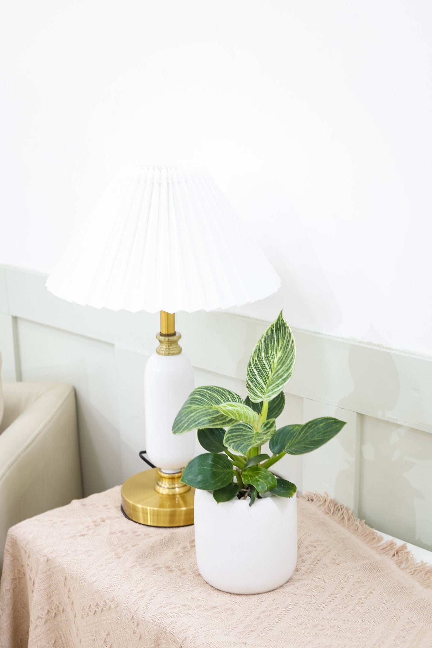 Philodendron Birkin - Live Houseplant - Indoor Plants 4/6in