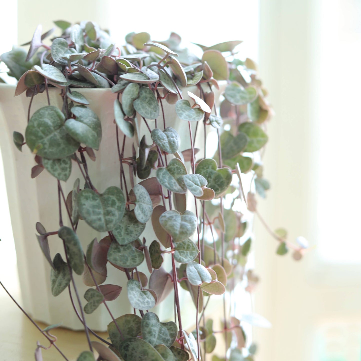 String of Hearts - Trailing Succulent Plant 2/4/6 inch Pot