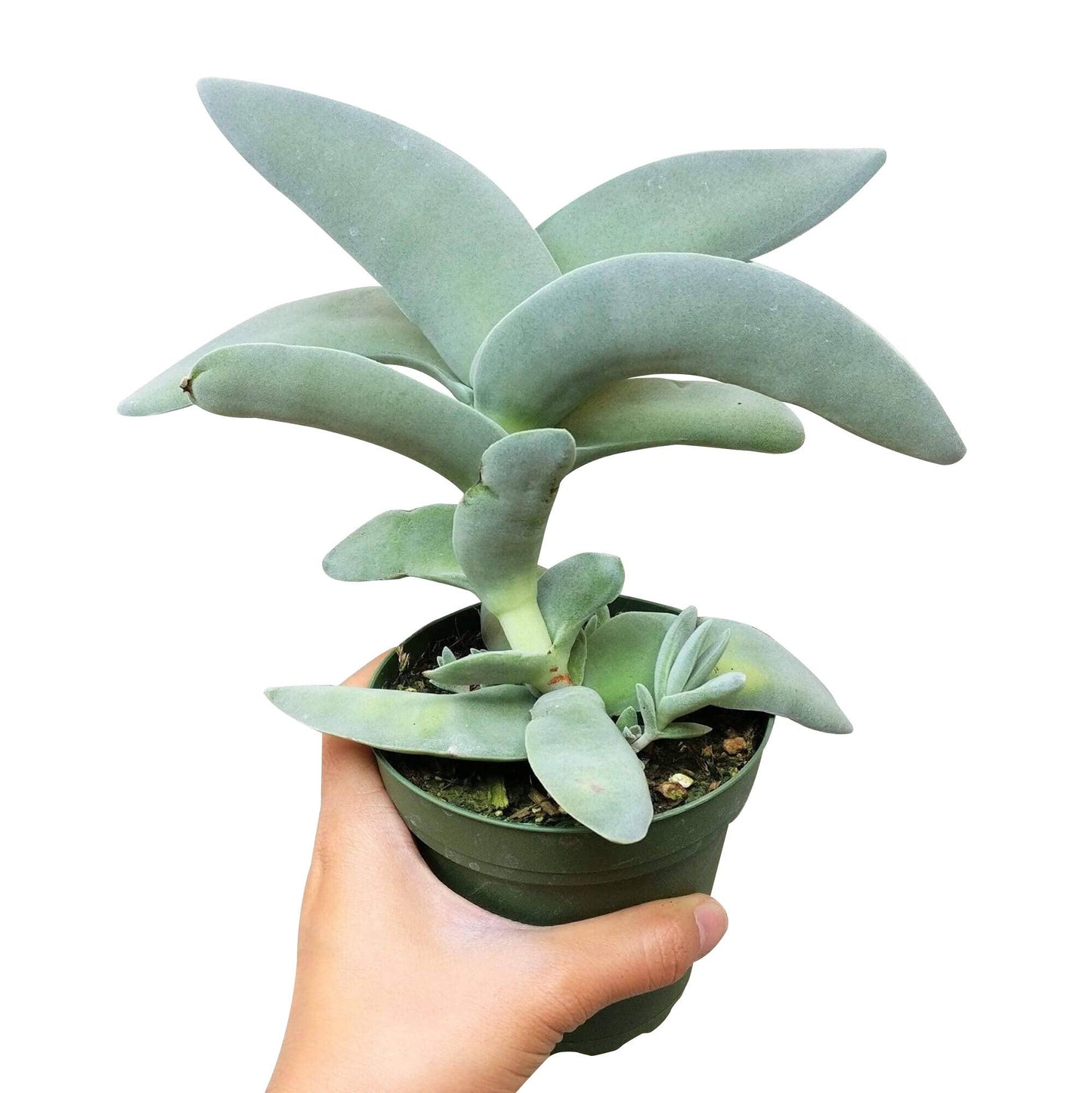 Crassula Falcata Propeller Plant - 2in/6in Live Succulent