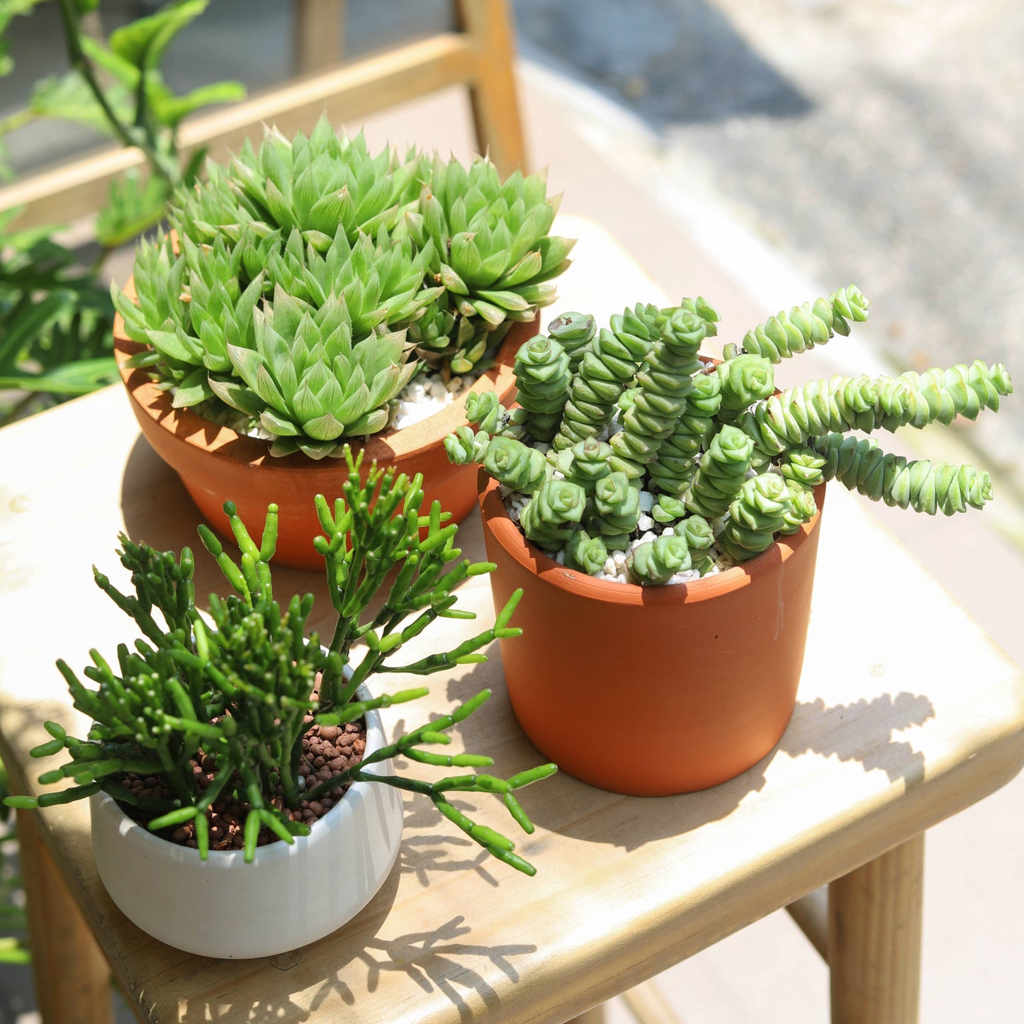 Crassula Baby Necklace - Live Succulents Plant 2/4 inch Pot