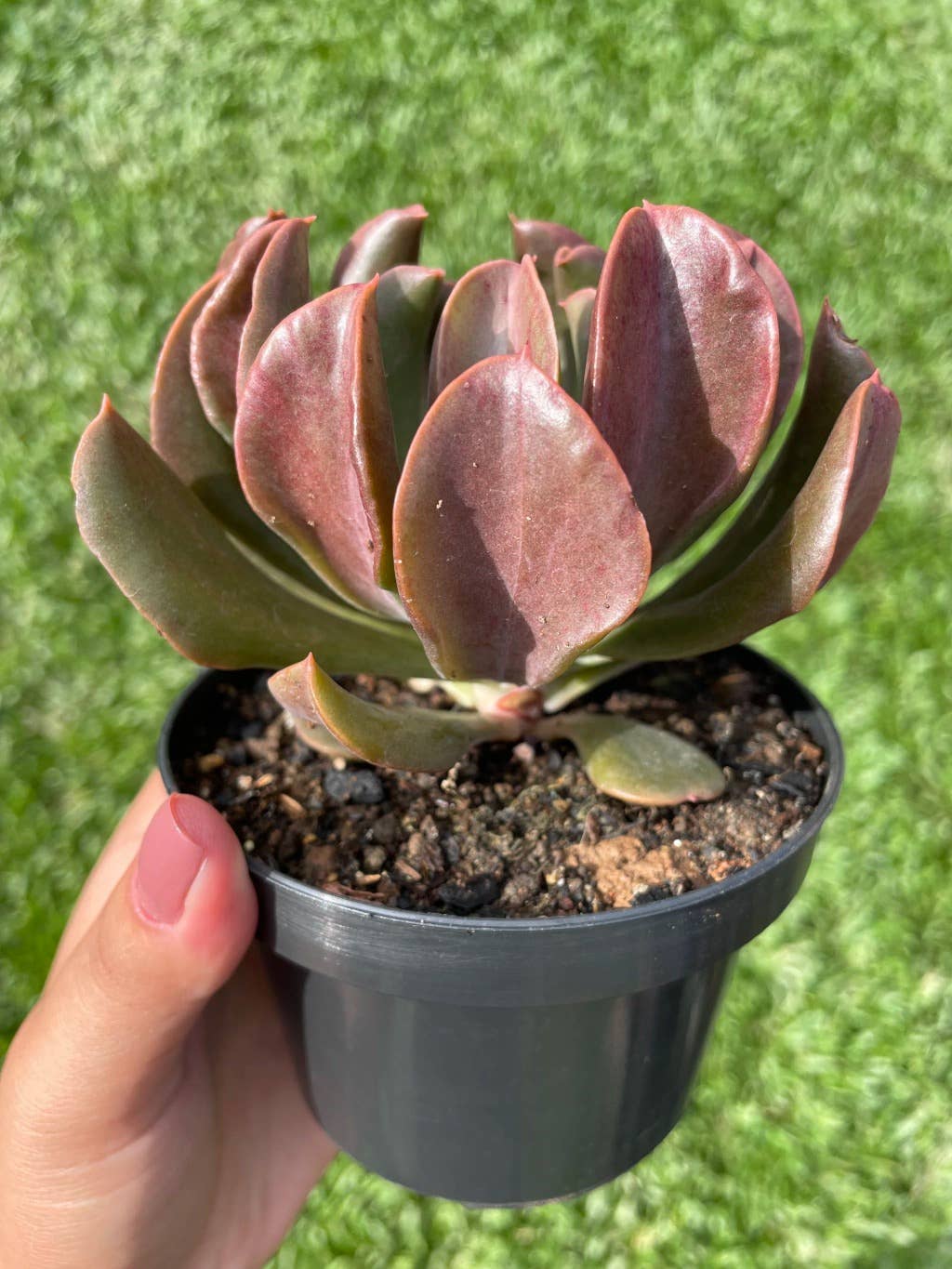 Echeveria 'Dark Vader' 2in Succulent Gift Decor Ideas