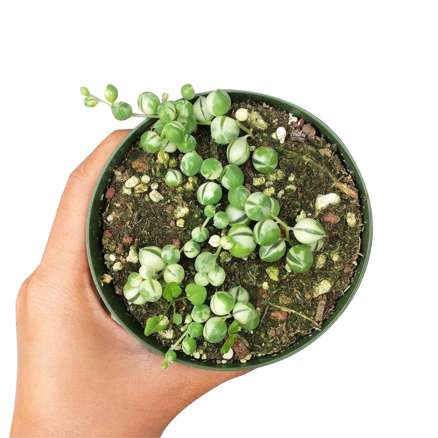 Variegated String Of Pearls - Hanging Succulent 2/4/6in