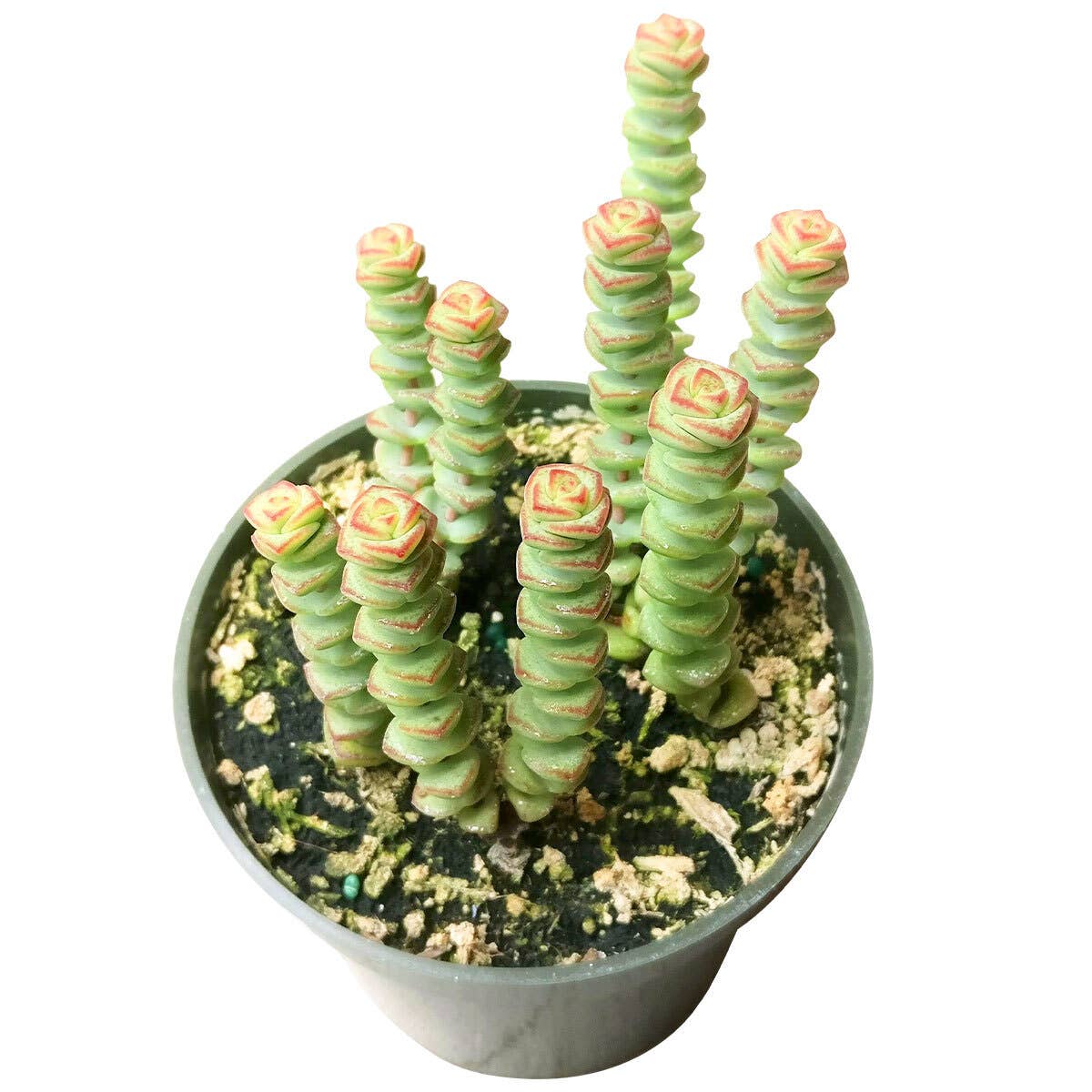 Crassula Baby Necklace - Live Succulents Plant 2/4 inch Pot
