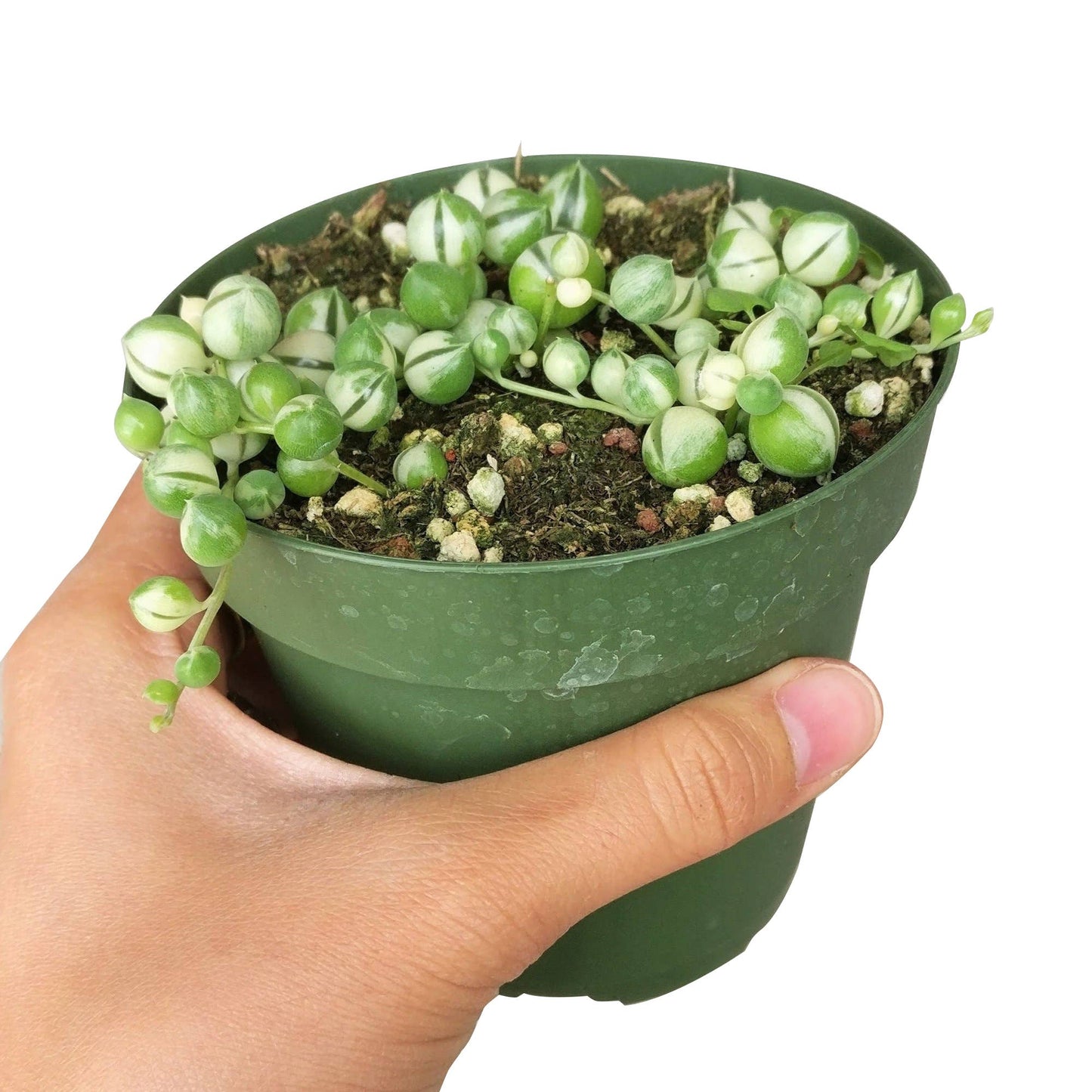 Variegated String Of Pearls - Hanging Succulent 2/4/6in