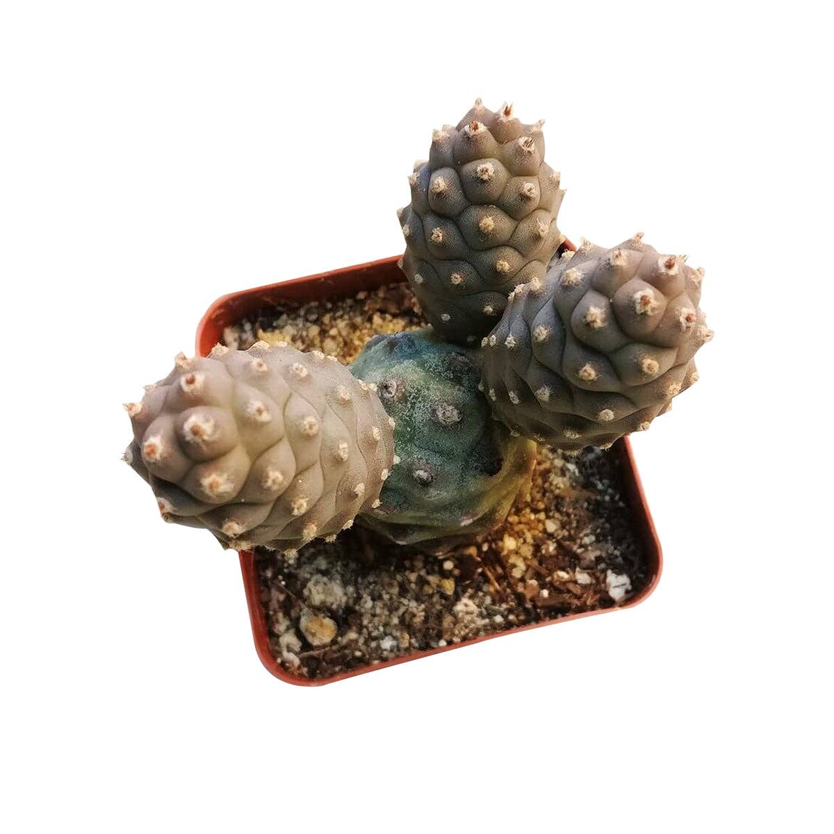 Pine Cone Cactus Tephrocactus Live Succulent, 2/4 inch