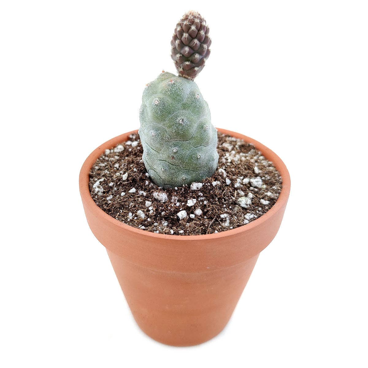 Pine Cone Cactus Tephrocactus Live Succulent, 2/4 inch