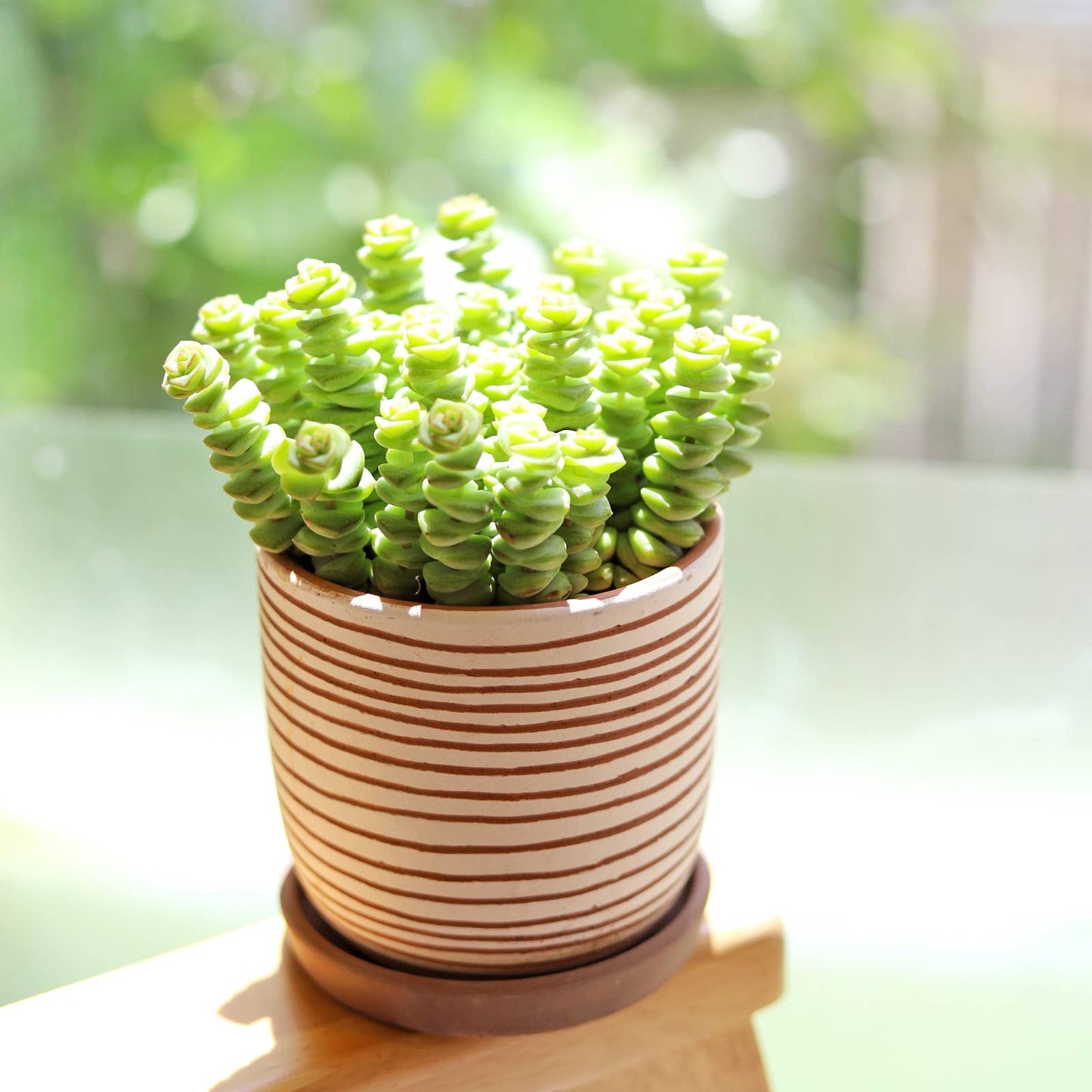 Crassula Baby Necklace - Live Succulents Plant 2/4 inch Pot
