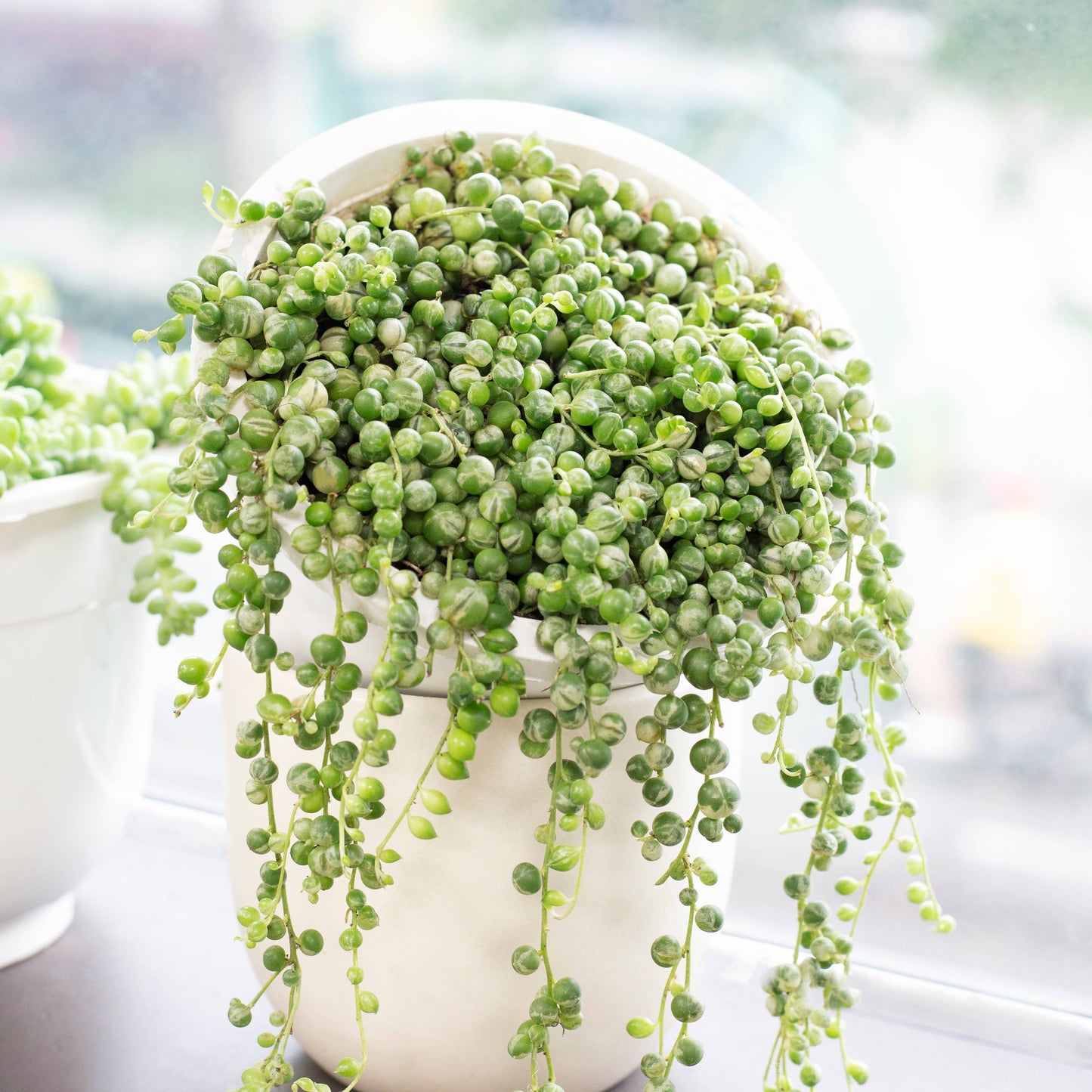 Variegated String Of Pearls - Hanging Succulent 2/4/6in