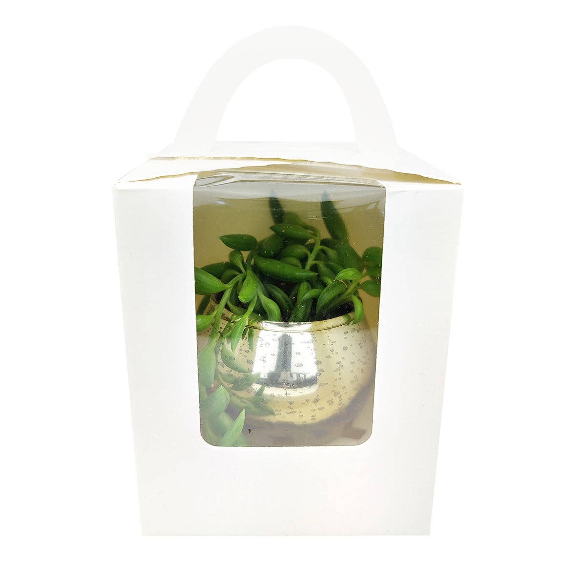 Plant Carrier Bag, Succulent Gift Box, Unique Gift Ideas