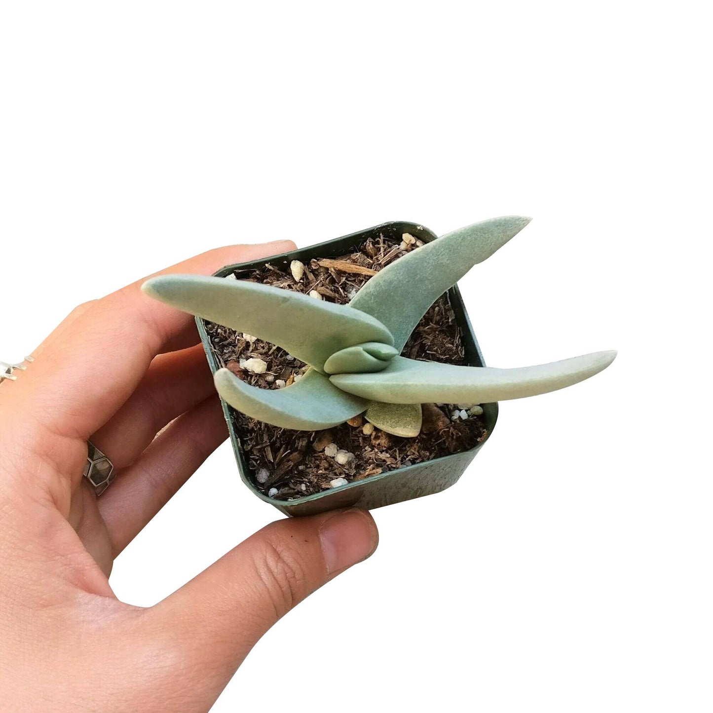 Crassula Falcata Propeller Plant - 2in/6in Live Succulent