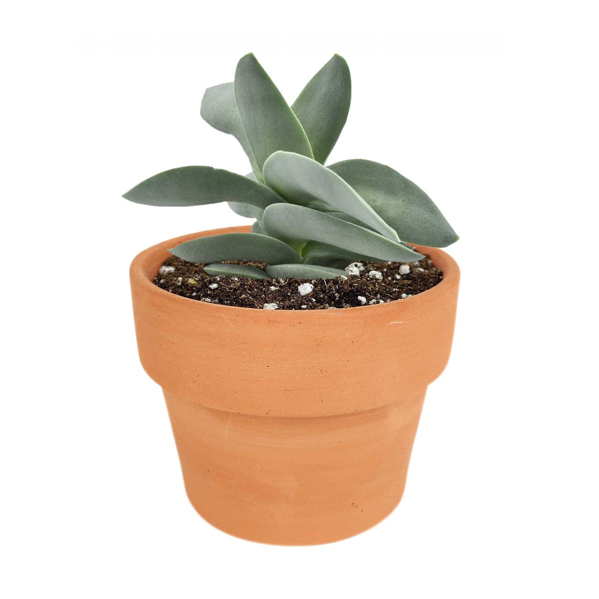 Crassula Falcata Propeller Plant - 2in/6in Live Succulent