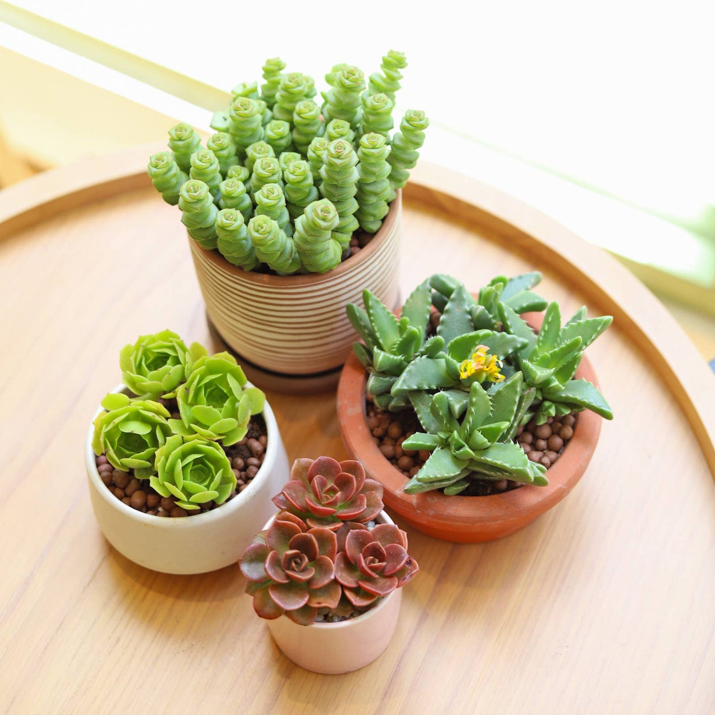 Crassula Baby Necklace - Live Succulents Plant 2/4 inch Pot