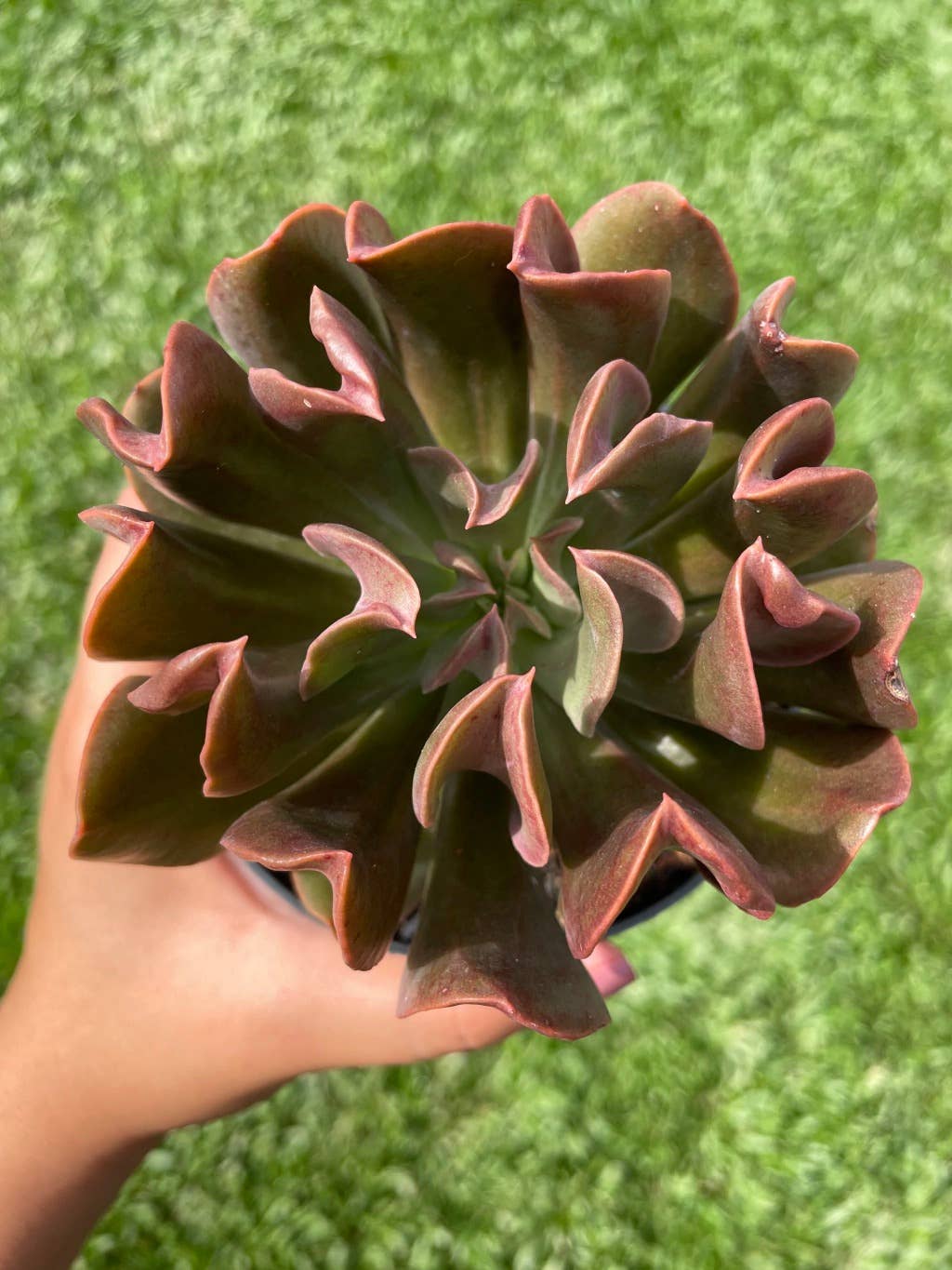 Echeveria 'Dark Vader' 2in Succulent Gift Decor Ideas