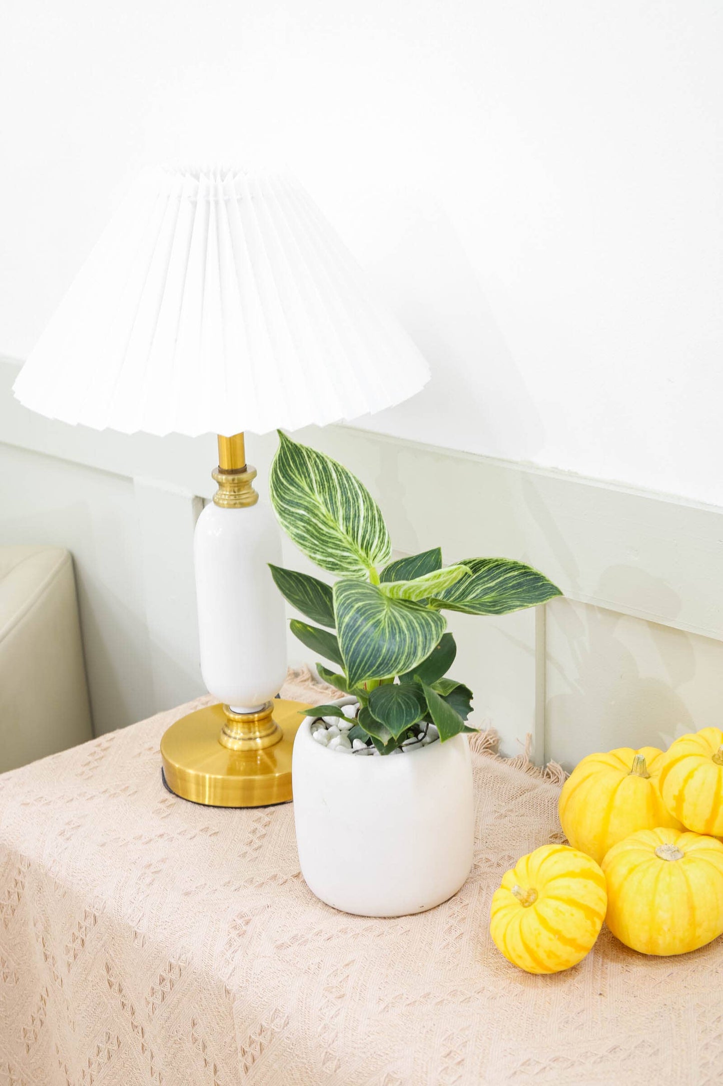 Philodendron Birkin - Live Houseplant - Indoor Plants 4/6in