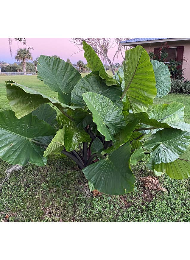 Alocasia Dark Star
