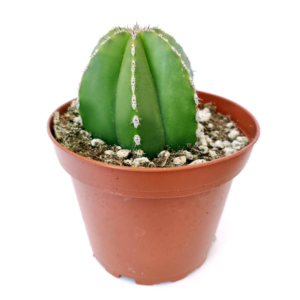 Pachycereus Marginatus Mexican Fence Post Cactus 2in/4in Pot