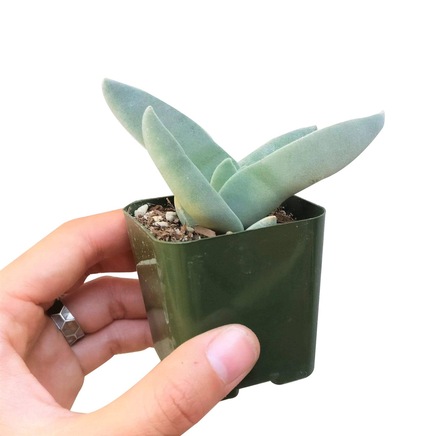 Crassula Falcata Propeller Plant - 2in/6in Live Succulent