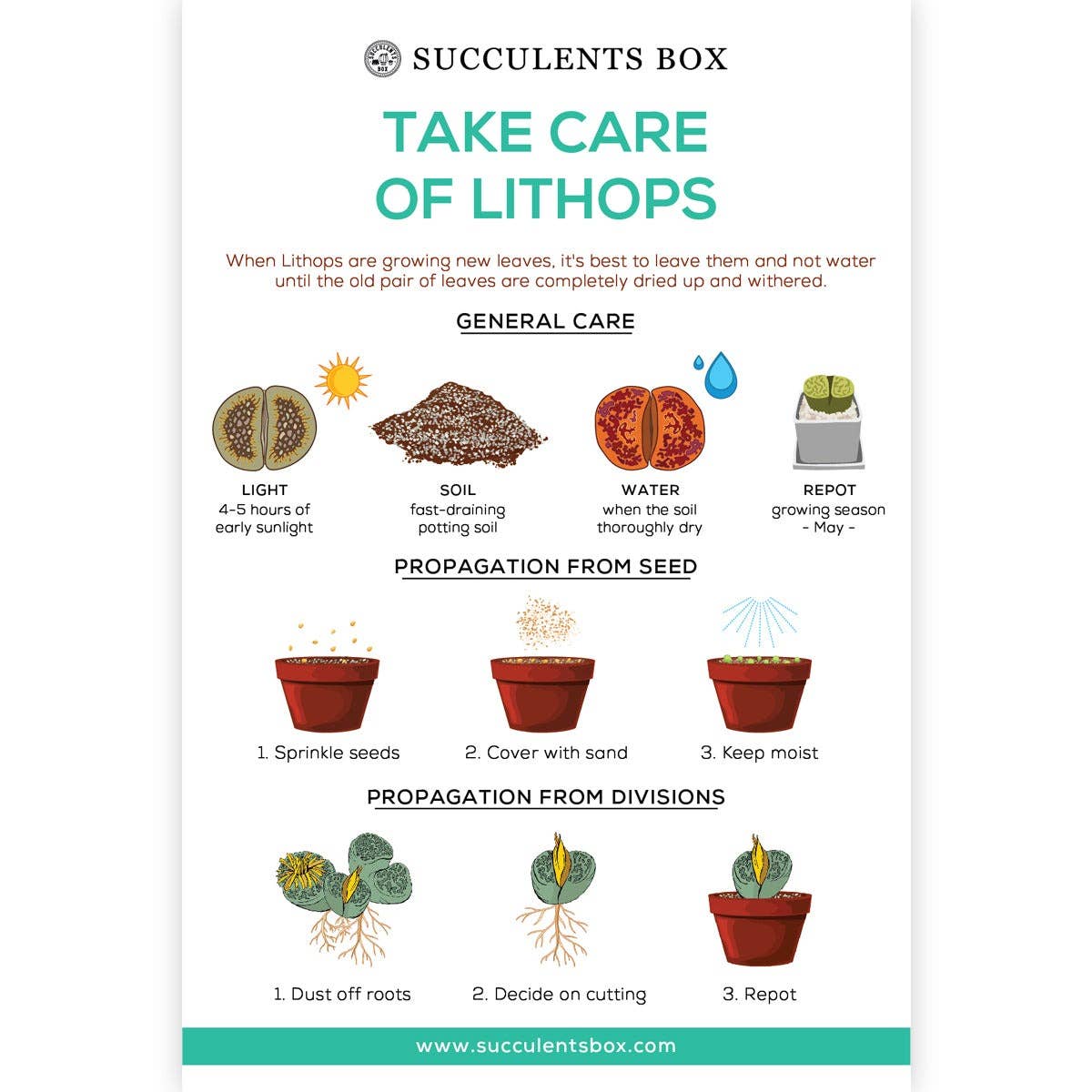 Infographic: Take Care of Lithops, Succulent Care Card