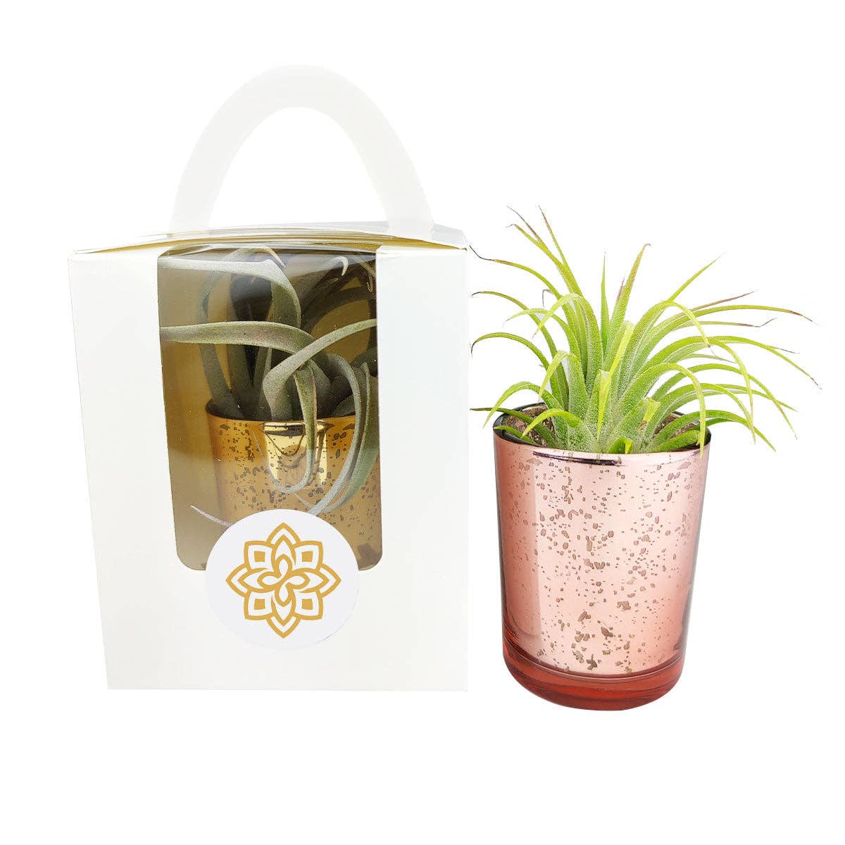 Plant Carrier Bag, Succulent Gift Box, Unique Gift Ideas