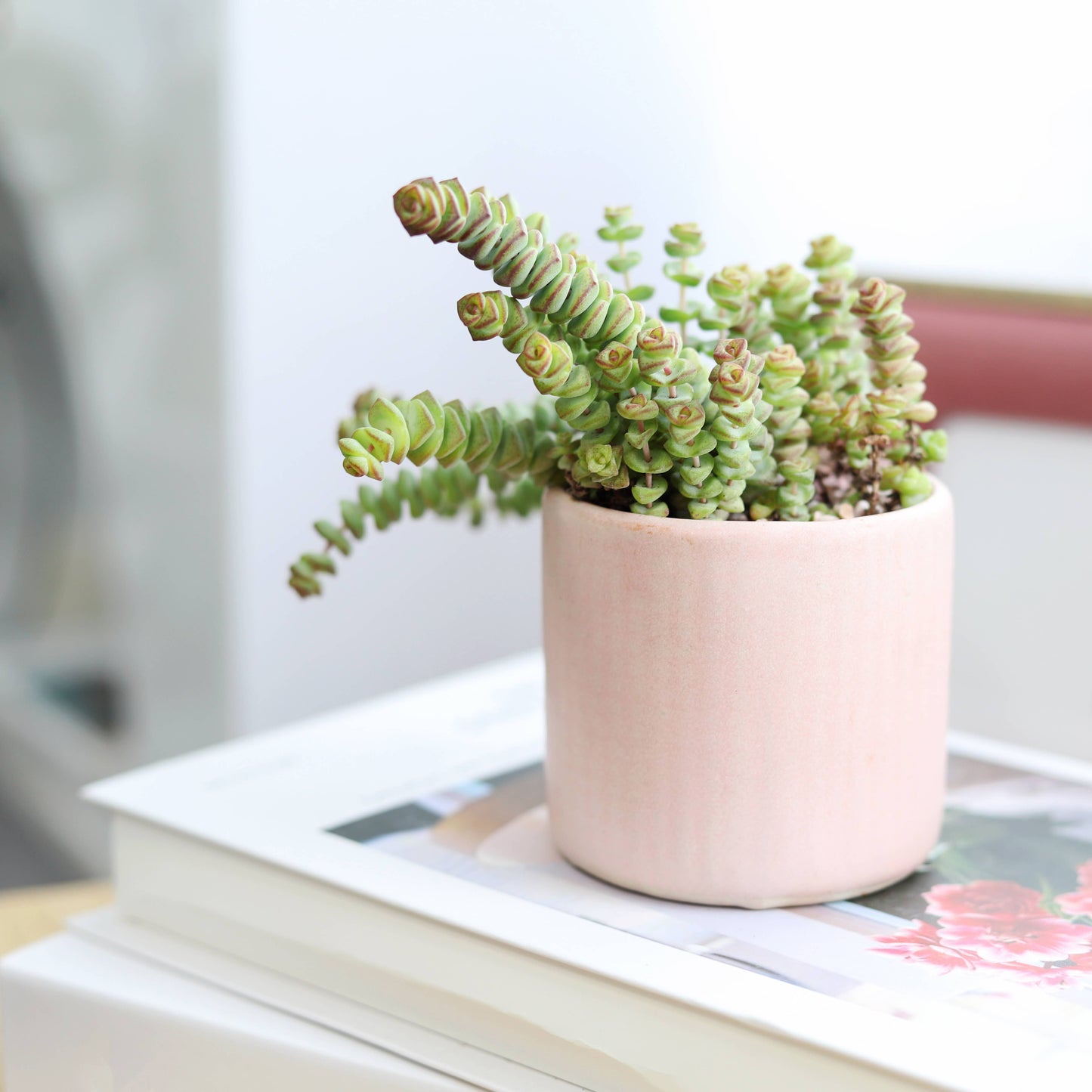 Crassula Baby Necklace - Live Succulents Plant 2/4 inch Pot