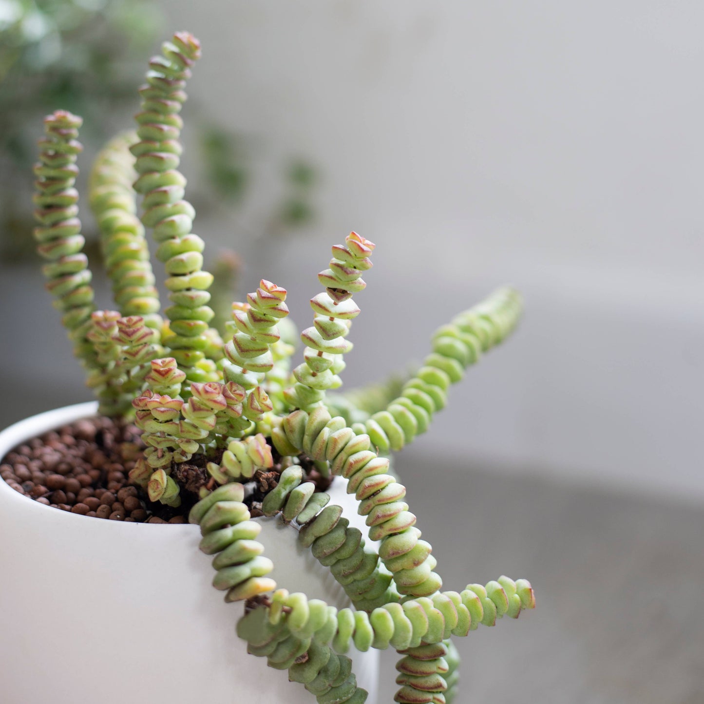 Crassula Baby Necklace - Live Succulents Plant 2/4 inch Pot