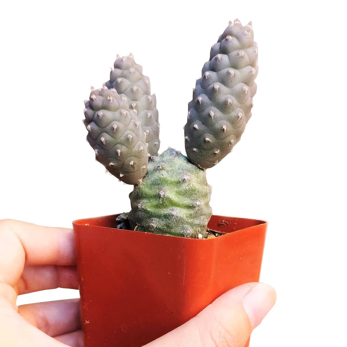 Pine Cone Cactus Tephrocactus Live Succulent, 2/4 inch