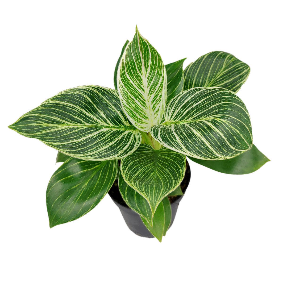Philodendron Birkin - Live Houseplant - Indoor Plants 4/6in