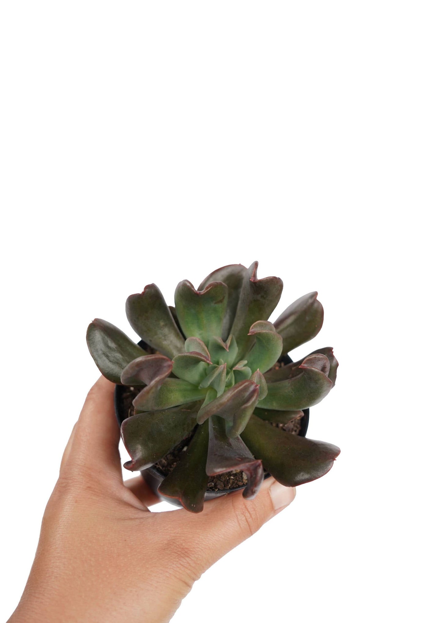 Echeveria 'Dark Vader' 2in Succulent Gift Decor Ideas