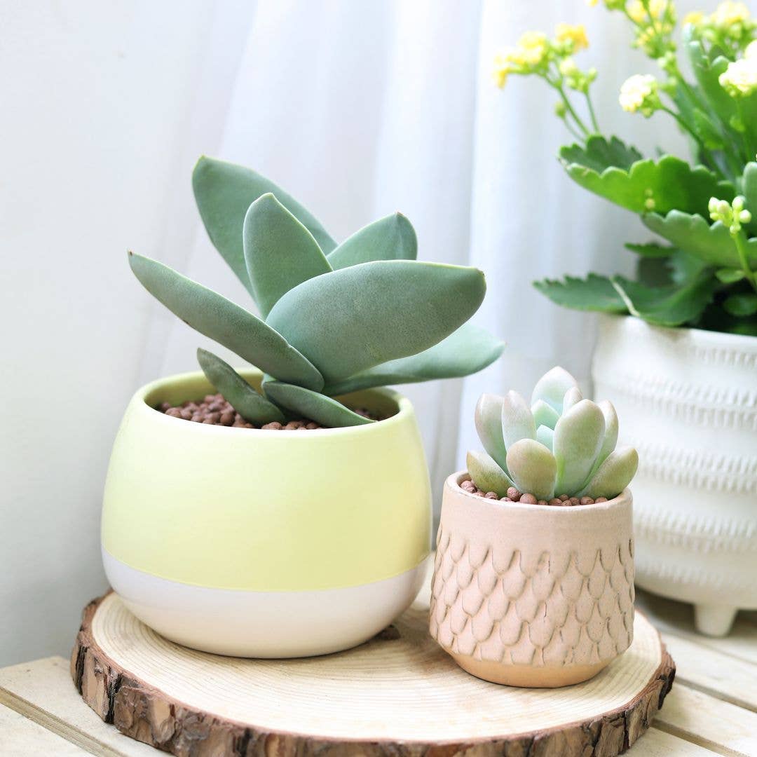 Crassula Falcata Propeller Plant - 2in/6in Live Succulent