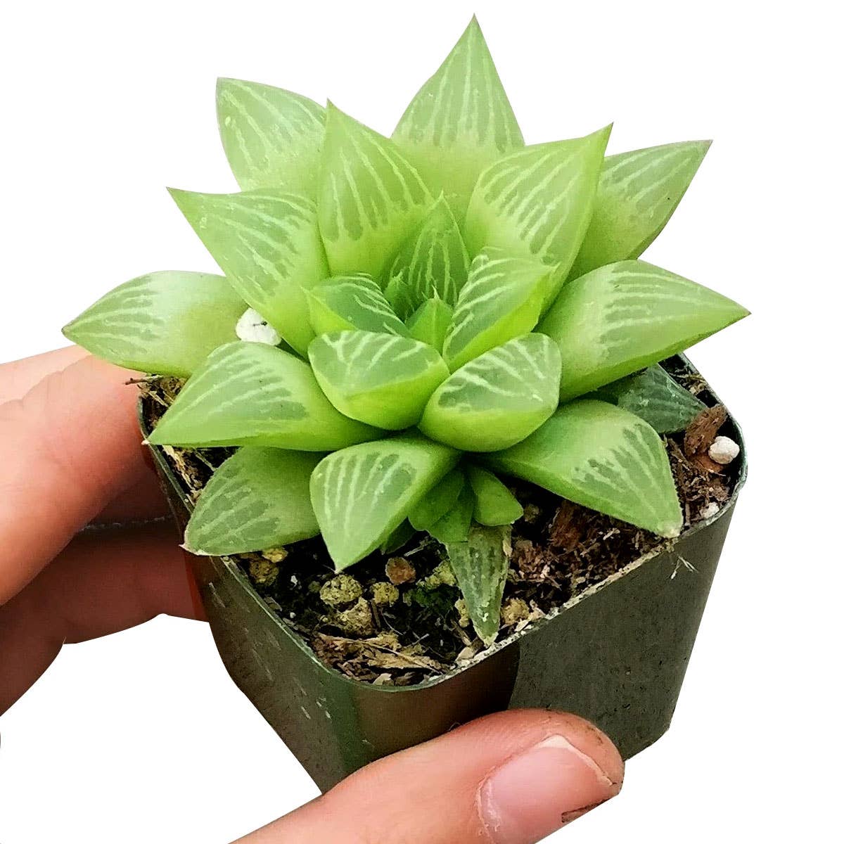 Haworthia cymbiformis - Windowed B Succulents - 2/4 inch Pot