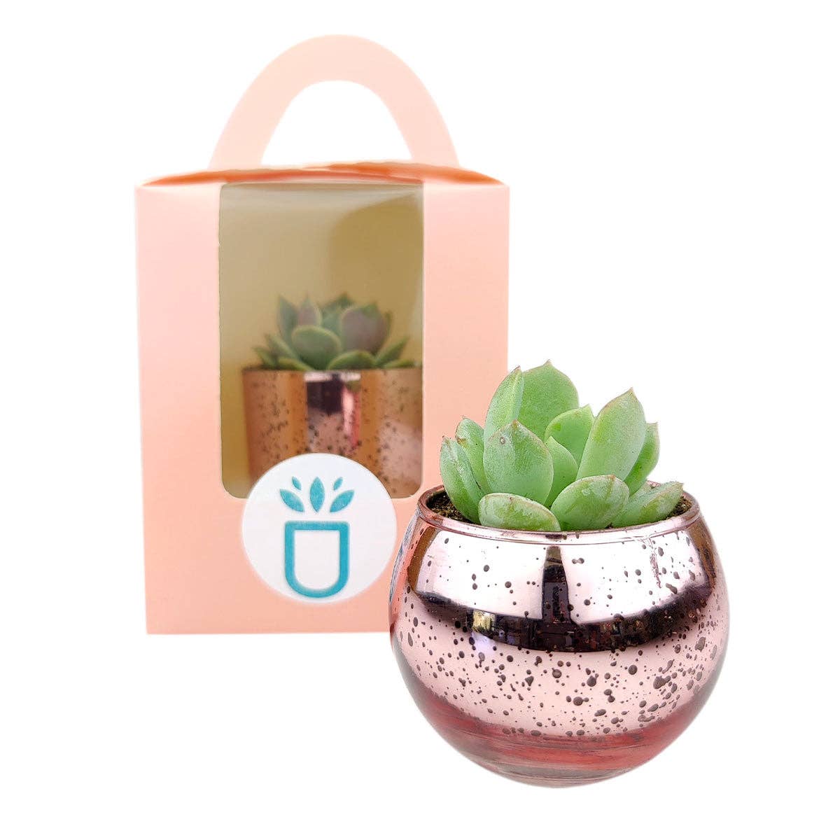 Plant Carrier Bag, Succulent Gift Box, Unique Gift Ideas