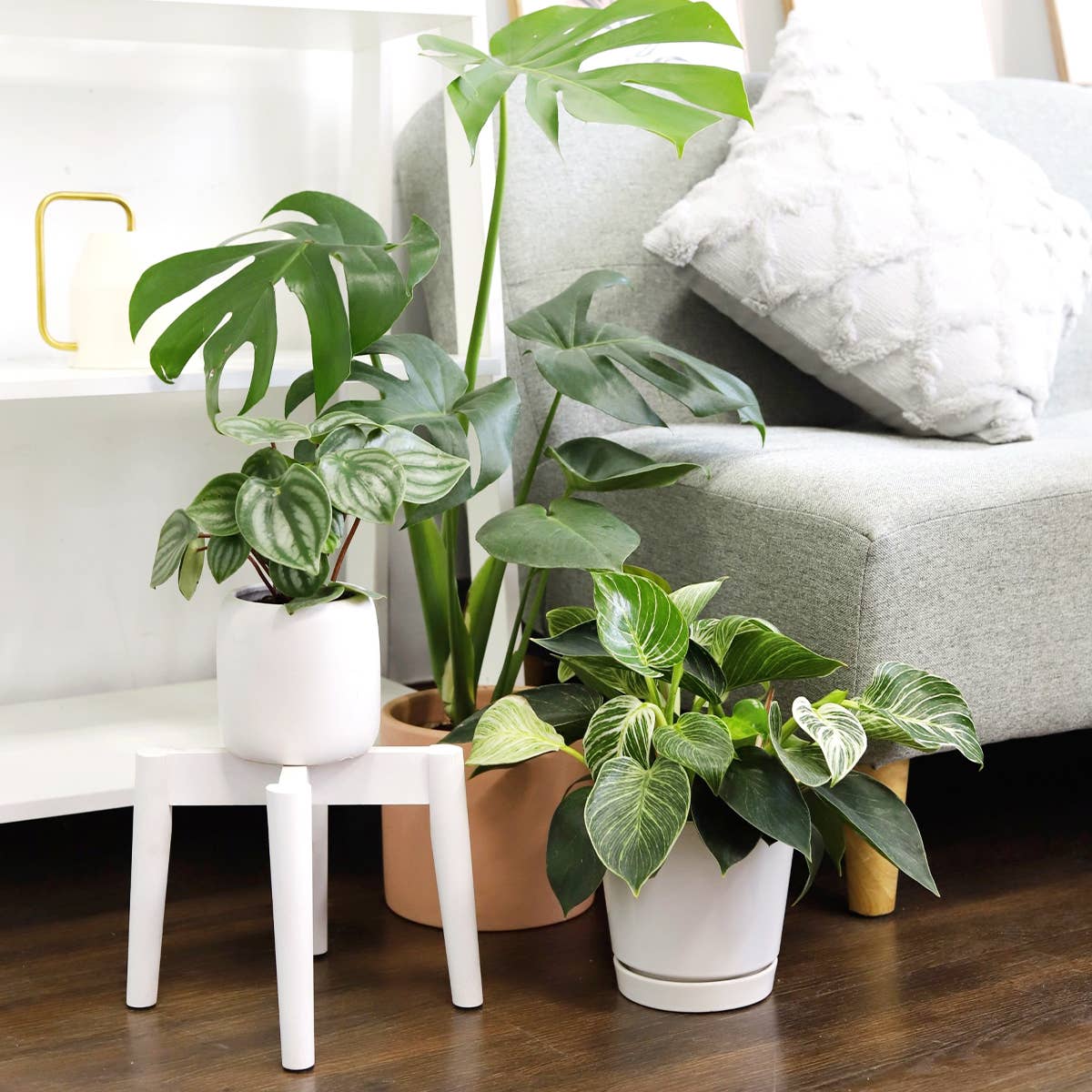 Philodendron Birkin - Live Houseplant - Indoor Plants 4/6in