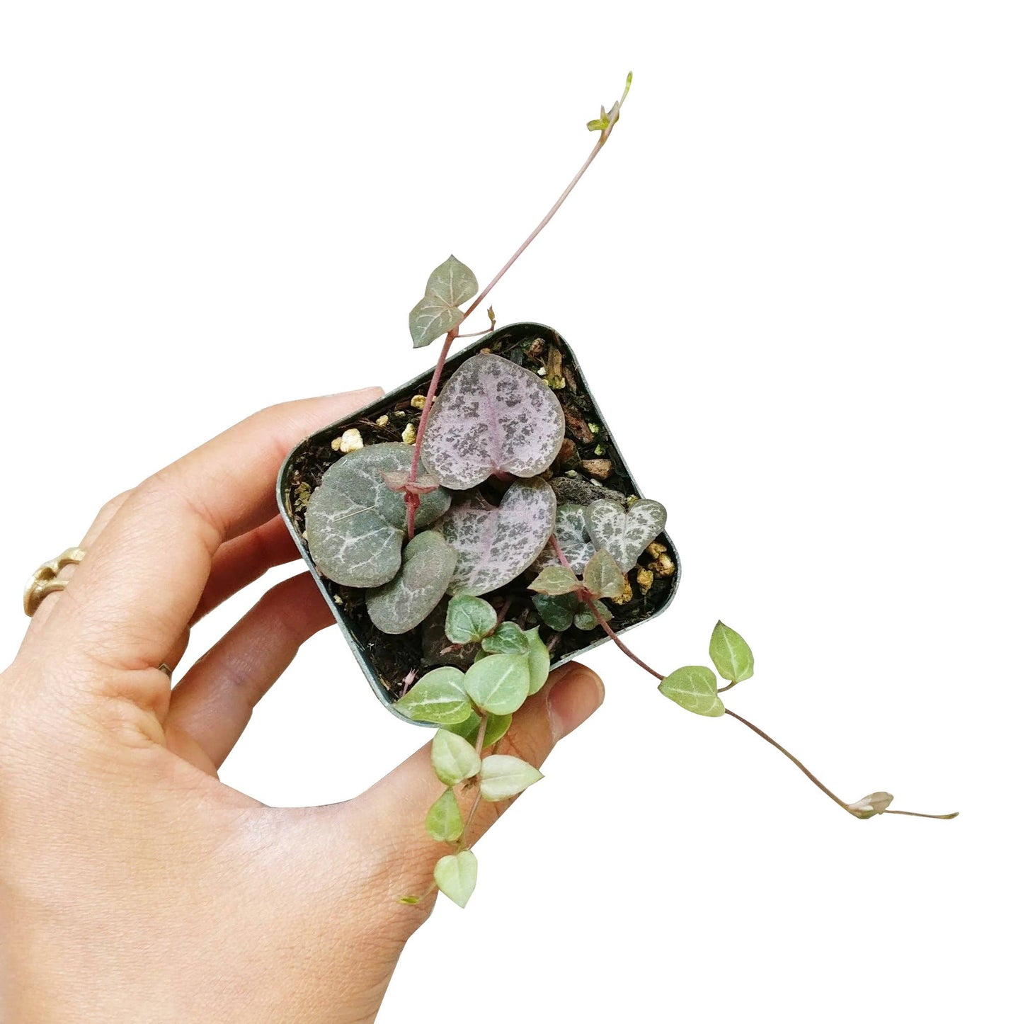 String of Hearts - Trailing Succulent Plant 2/4/6 inch Pot