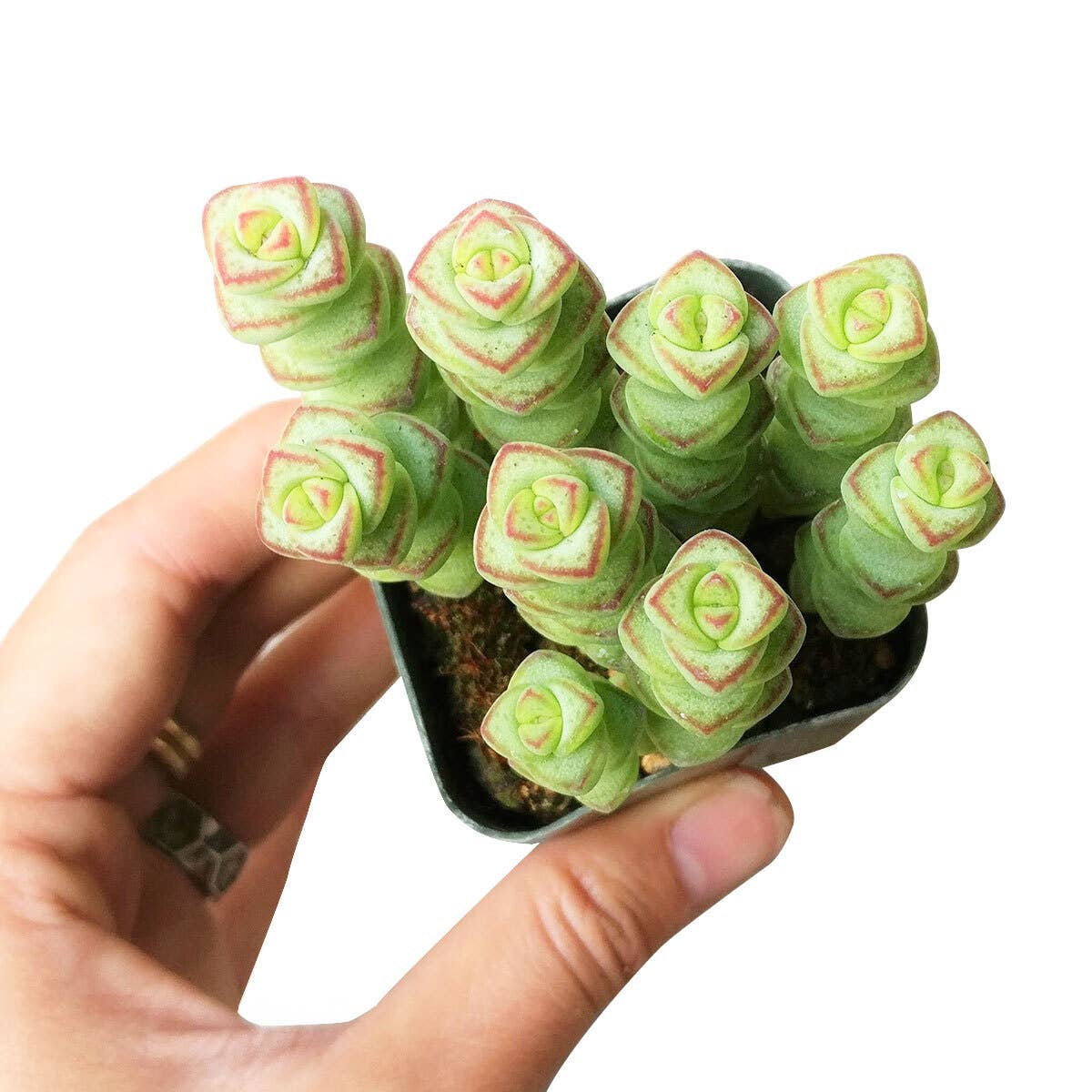 Crassula Baby Necklace - Live Succulents Plant 2/4 inch Pot