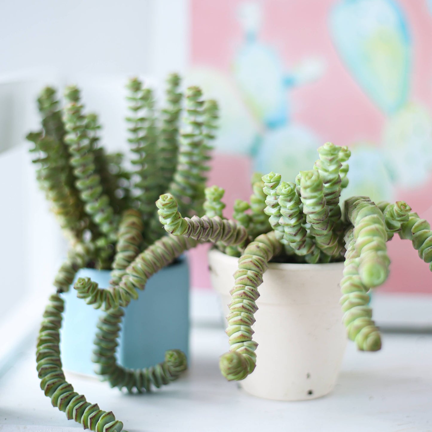 Crassula Baby Necklace - Live Succulents Plant 2/4 inch Pot