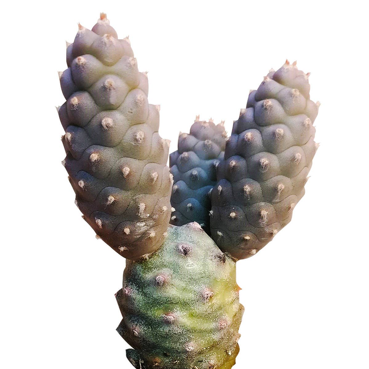 Pine Cone Cactus Tephrocactus Live Succulent, 2/4 inch