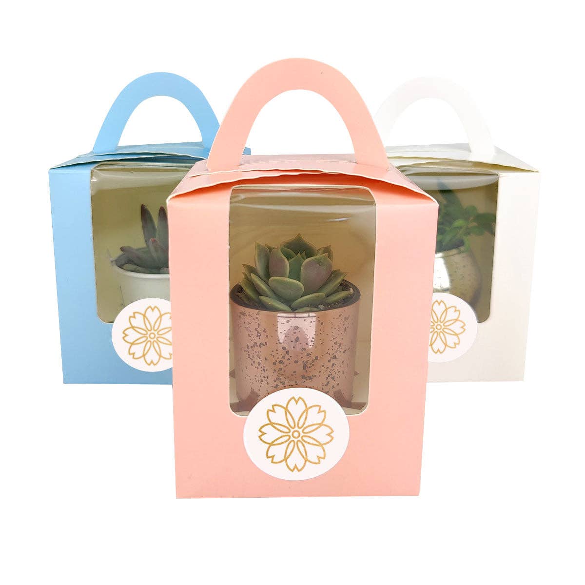 Plant Carrier Bag, Succulent Gift Box, Unique Gift Ideas