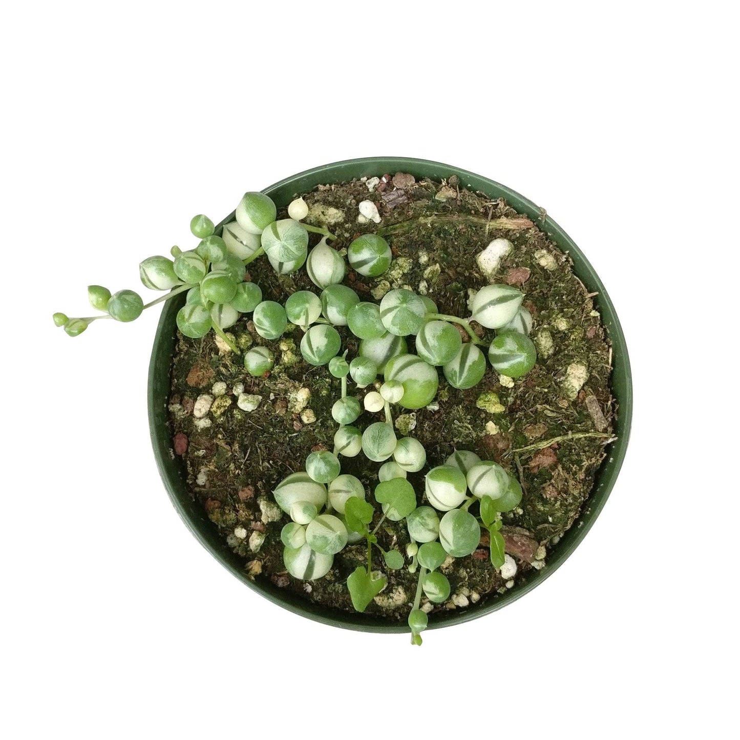 Variegated String Of Pearls - Hanging Succulent 2/4/6in