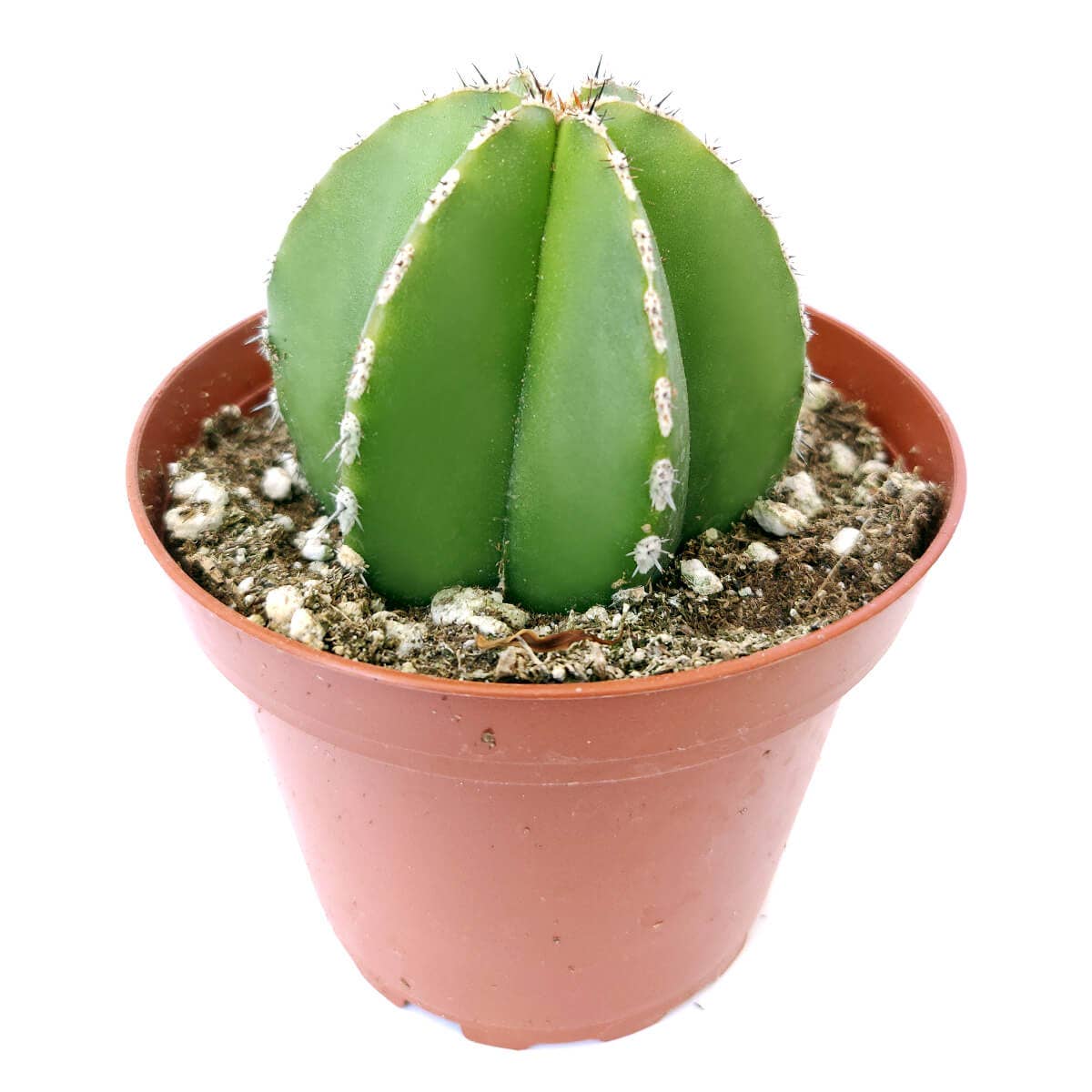 Pachycereus Marginatus Mexican Fence Post Cactus 2in/4in Pot