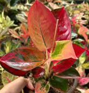 Aglaonema Diamond Red