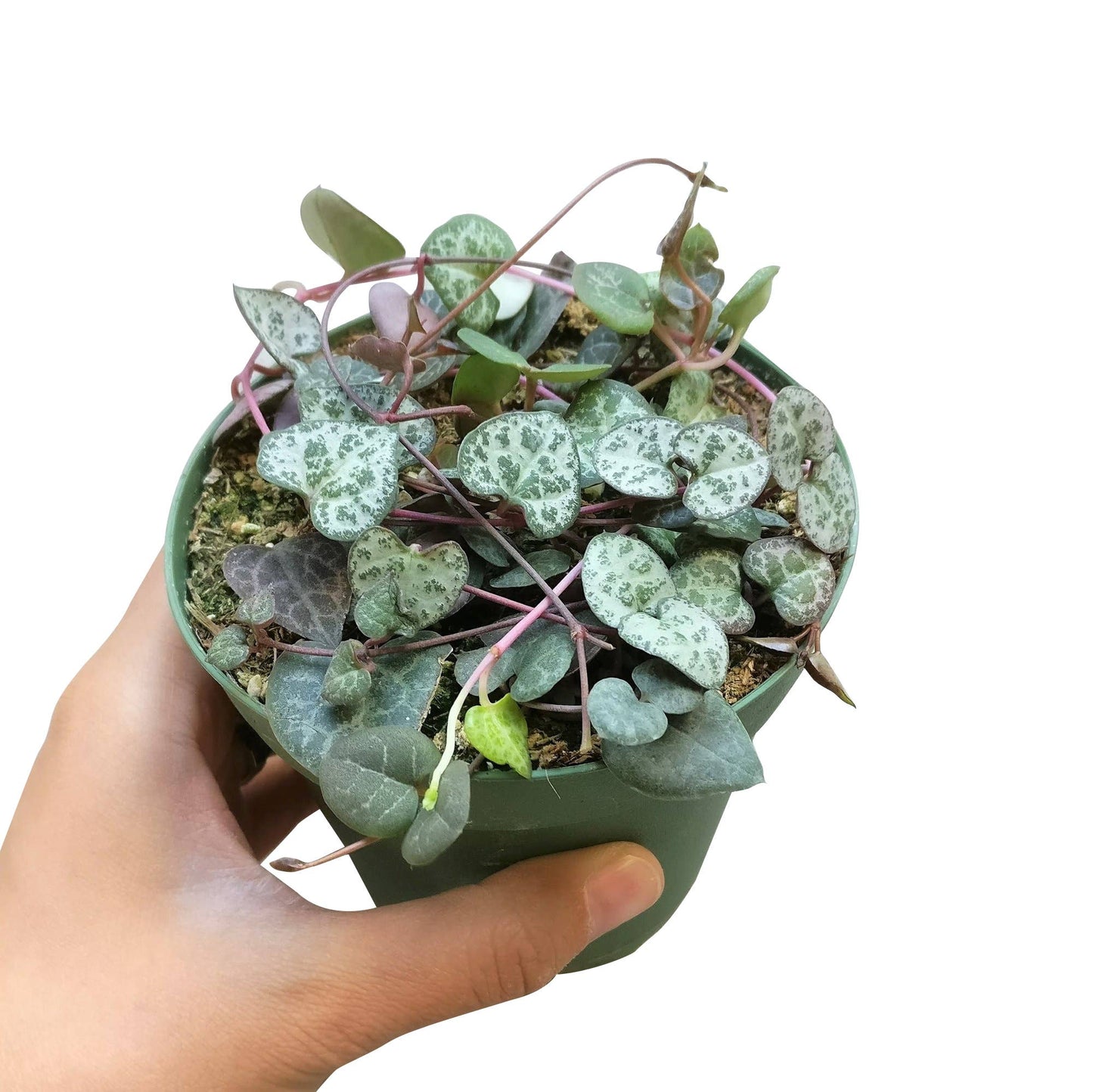 String of Hearts - Trailing Succulent Plant 2/4/6 inch Pot