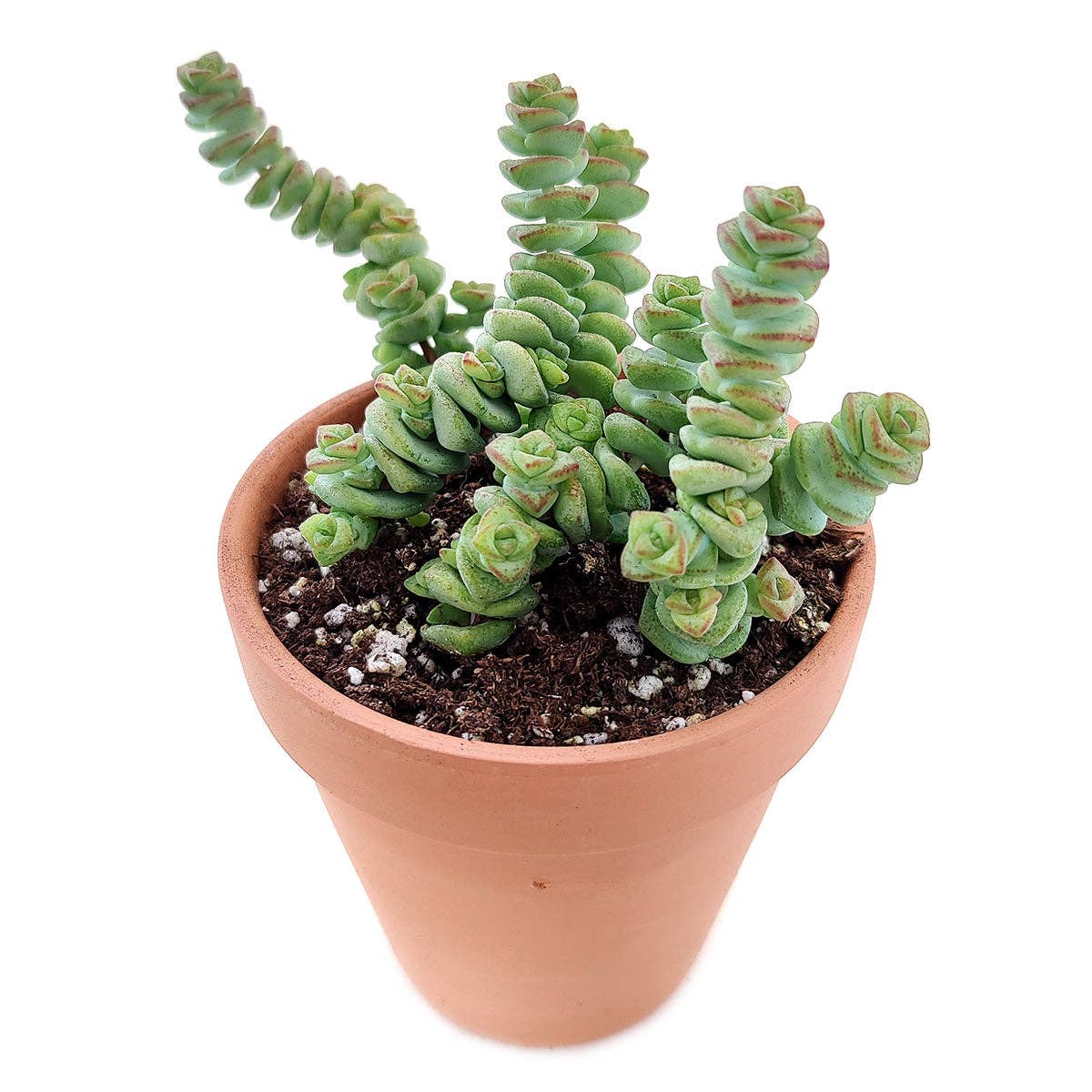 Crassula Baby Necklace - Live Succulents Plant 2/4 inch Pot